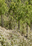 Forest Management